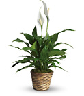 Simply Elegant Peace Lily from Designs by Dennis, florist in Kingfisher, OK